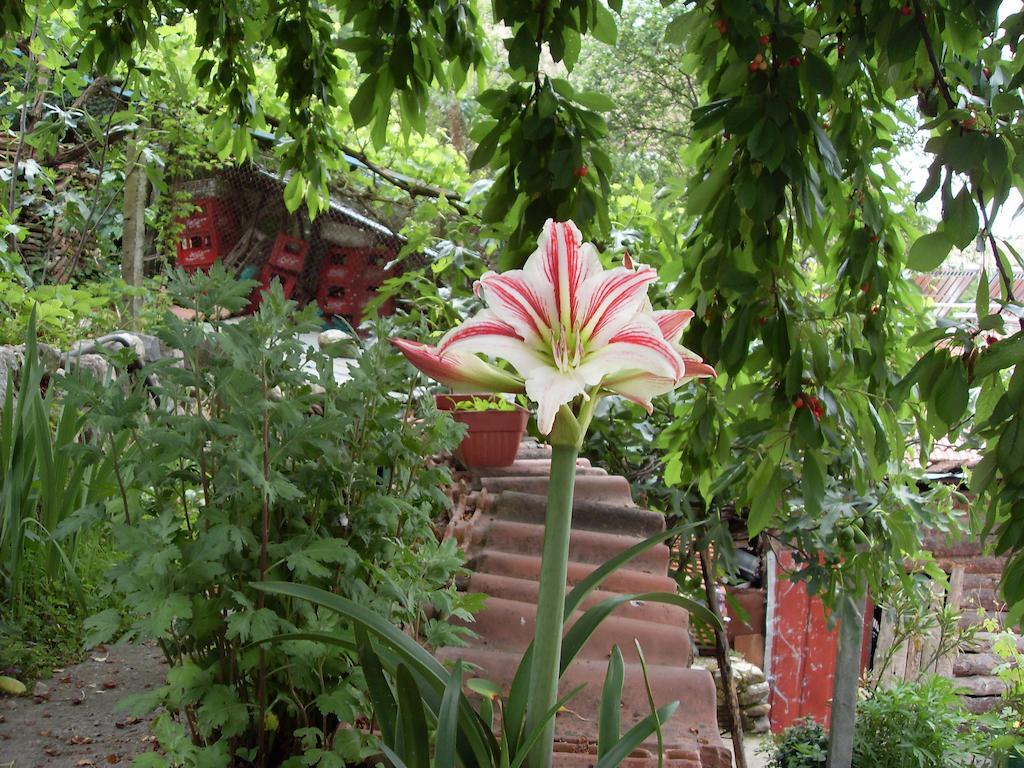 Guest House Rimski Most Melnik  Exterior foto